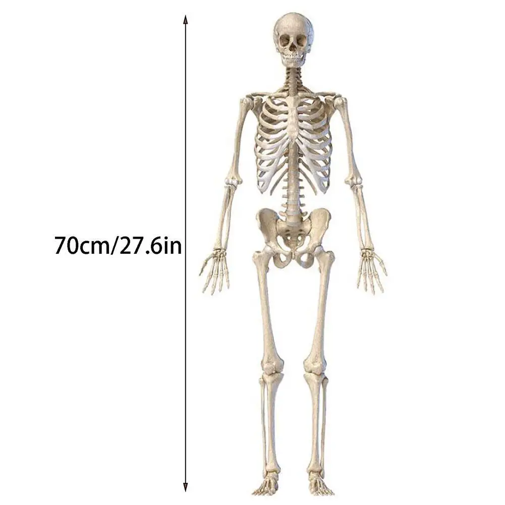 Halloween Hanging Skeleton Decoration – Scary Movable Skull Prop for Home & Party